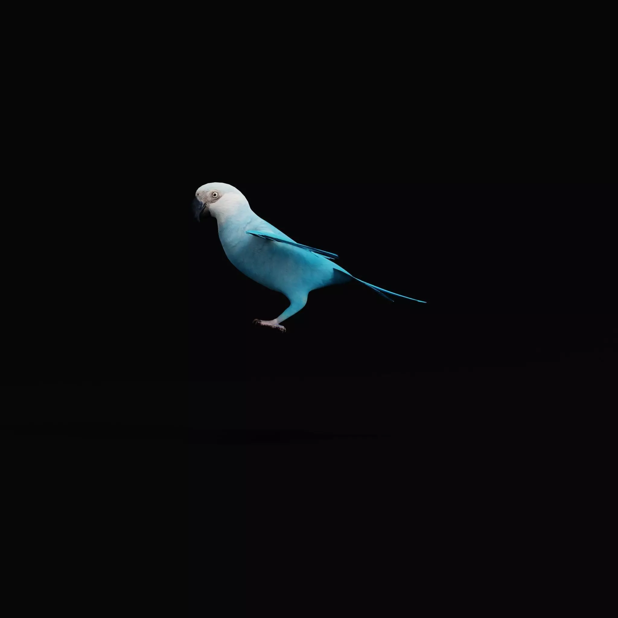 Spix Macaw Bird Low-poly 3D model_43