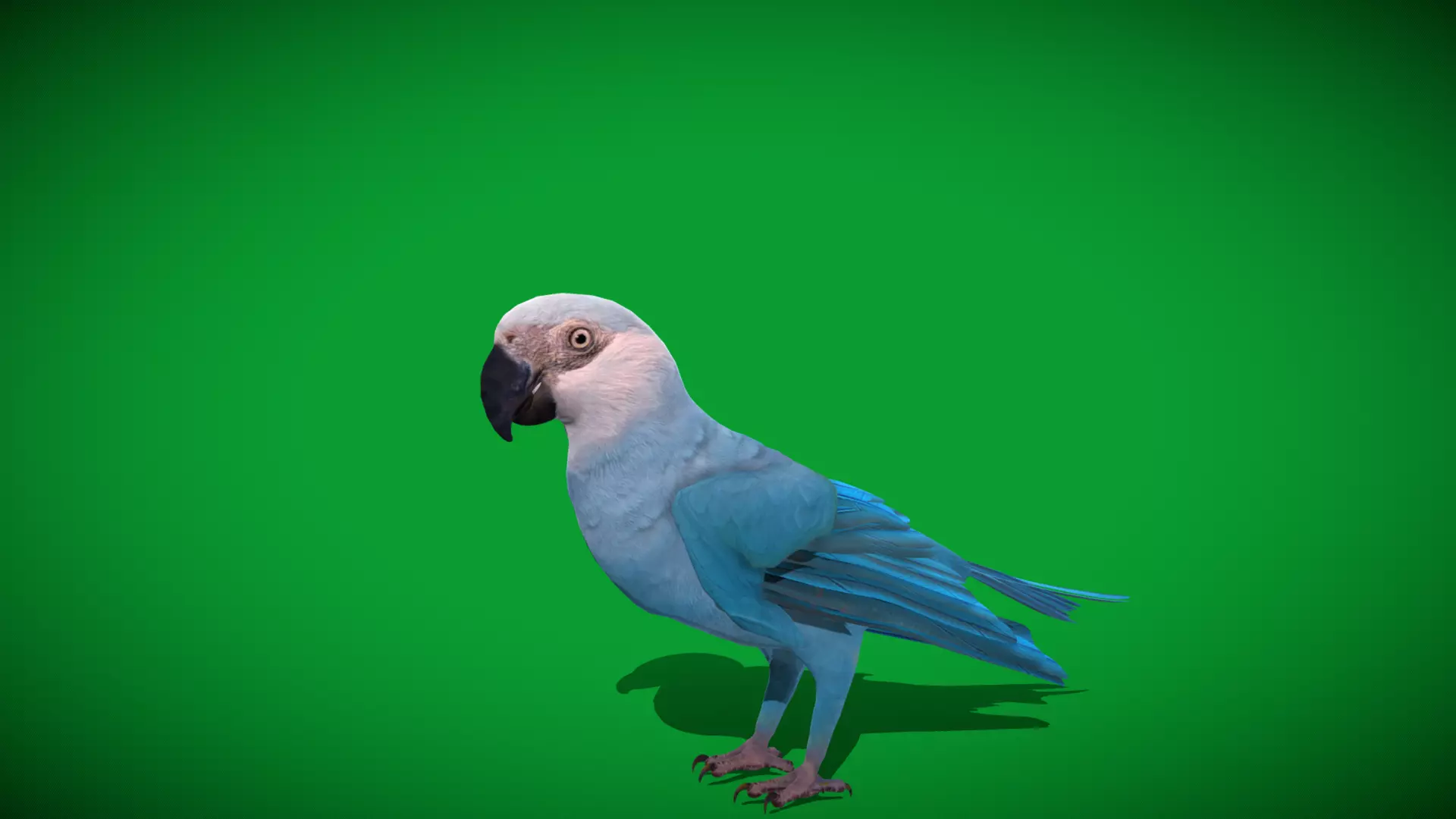 Spix Macaw Bird Low-poly 3D model_47