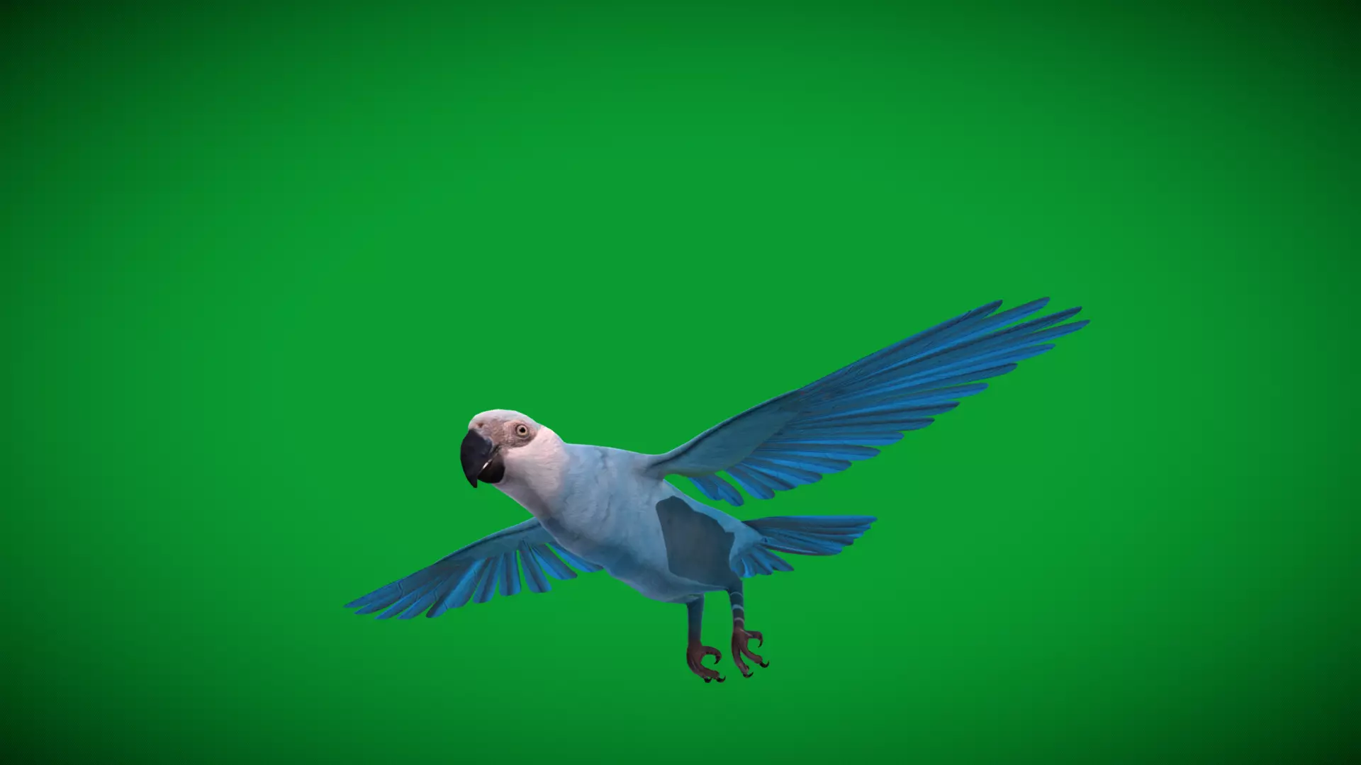 Spix Macaw Bird Low-poly 3D model_31
