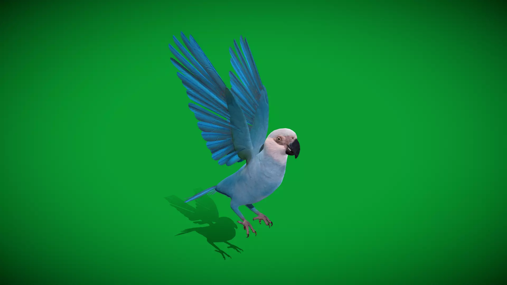 Spix Macaw Bird Low-poly 3D model_30