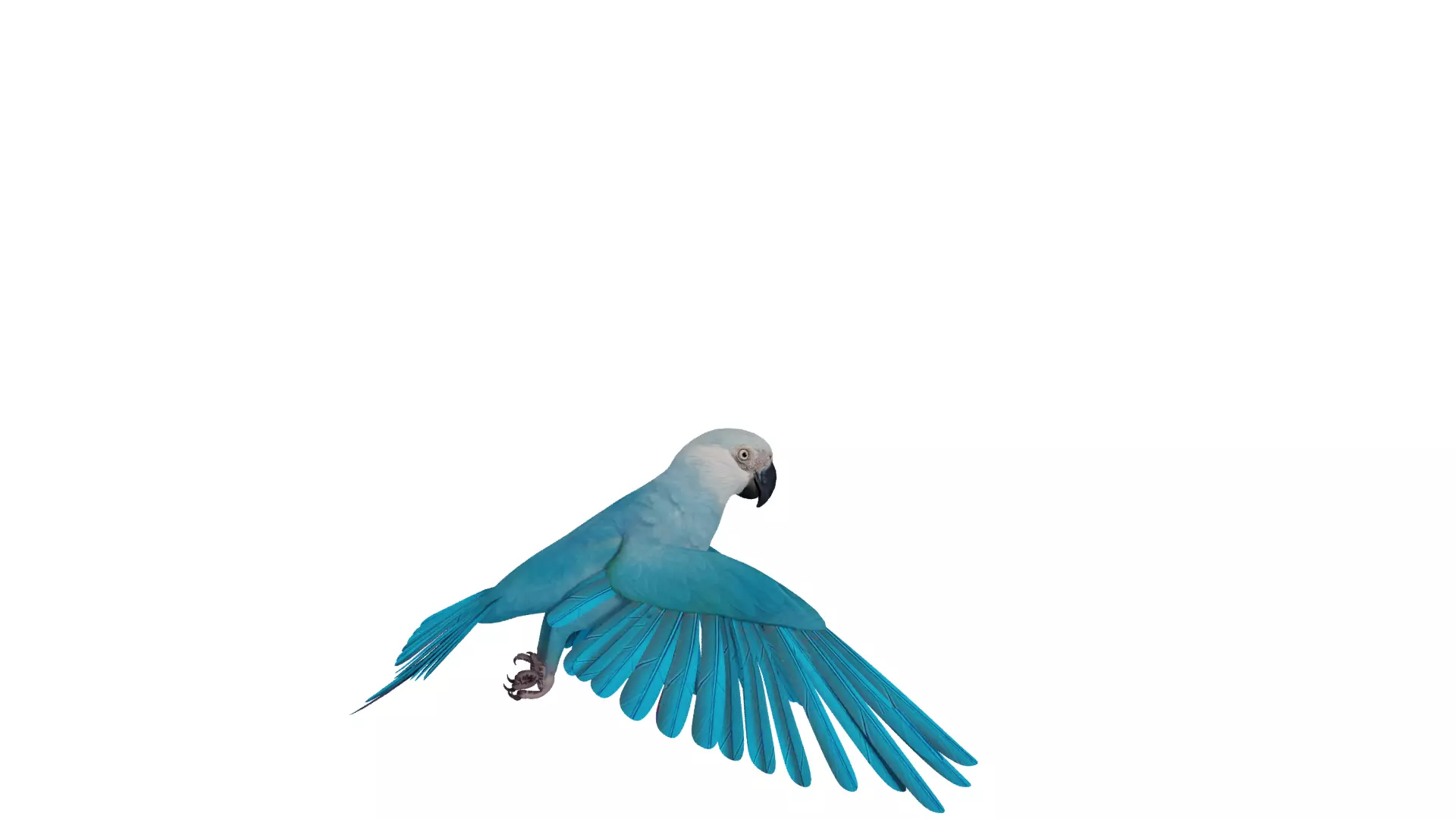 Spix Macaw Bird Low-poly 3D model_45