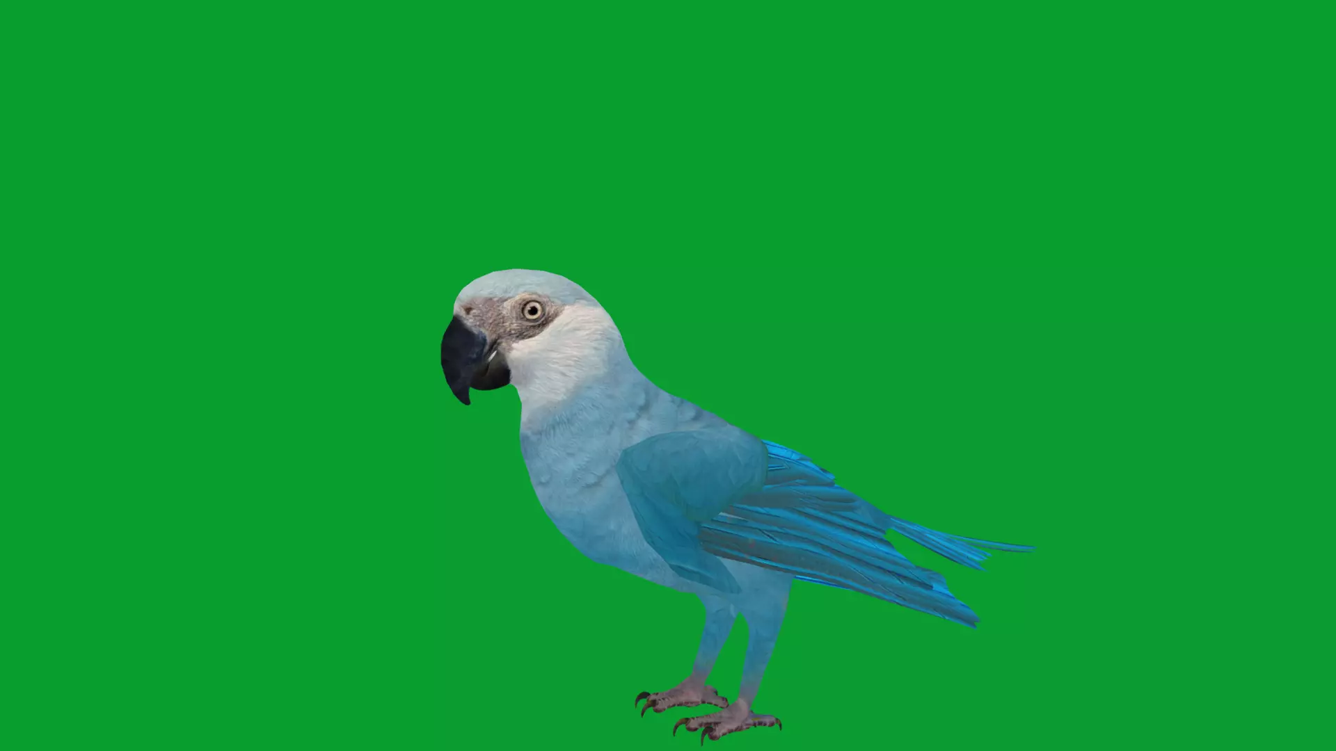 Spix Macaw Bird Low-poly 3D model_26