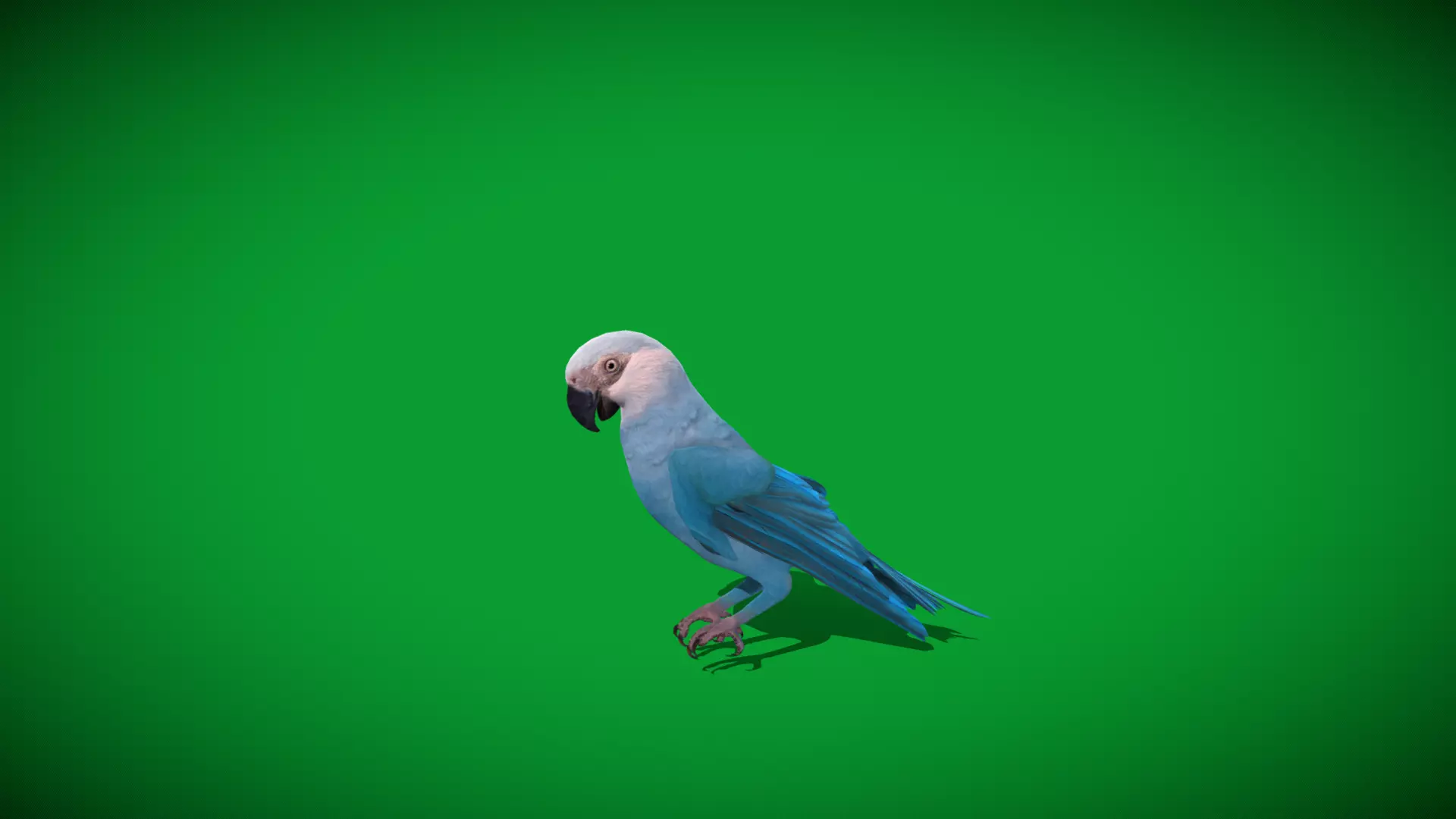 Spix Macaw Bird Low-poly 3D model_29