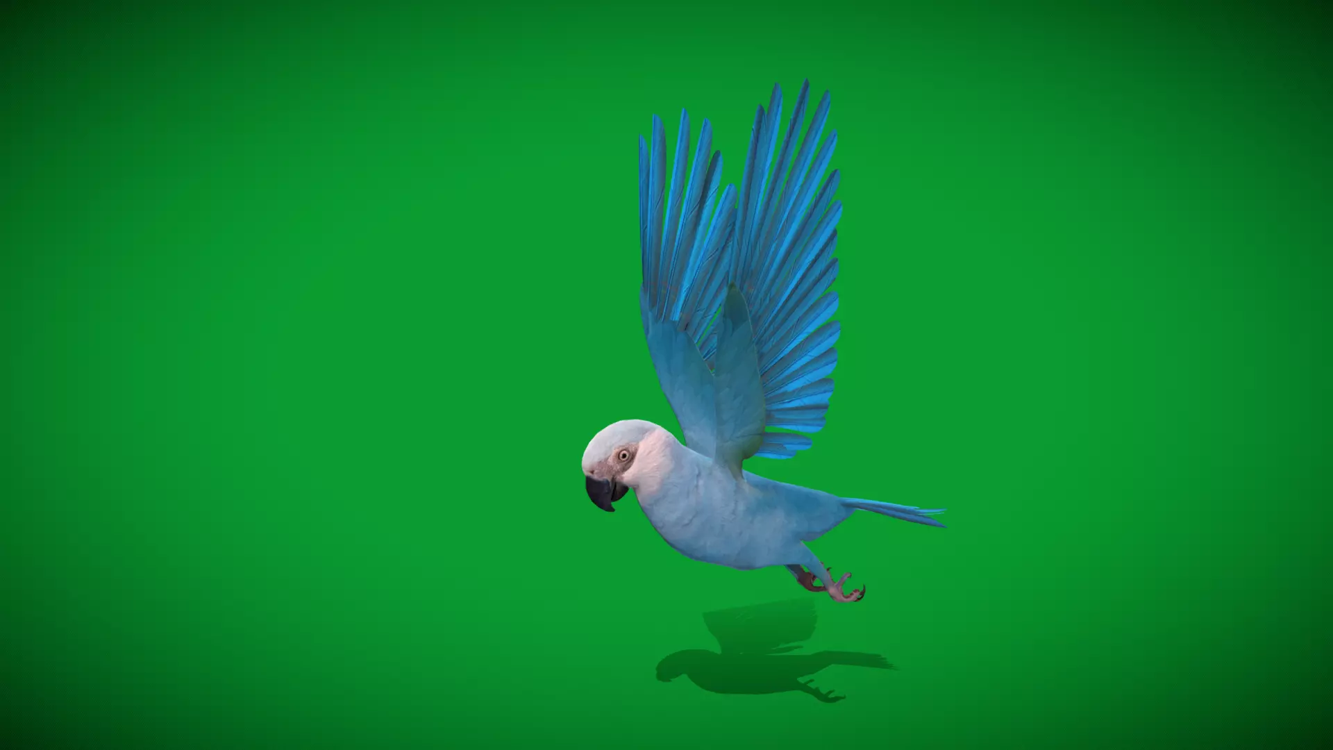 Spix Macaw Bird Low-poly 3D model_27