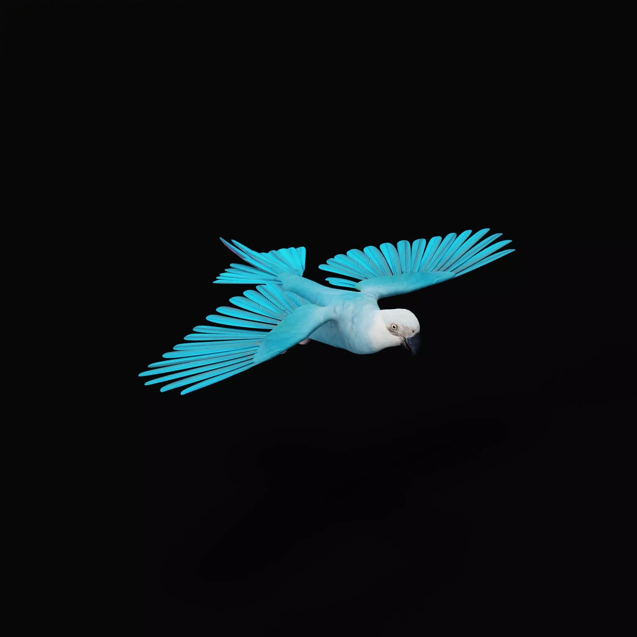 Spix Macaw Bird Low-poly 3D model_41