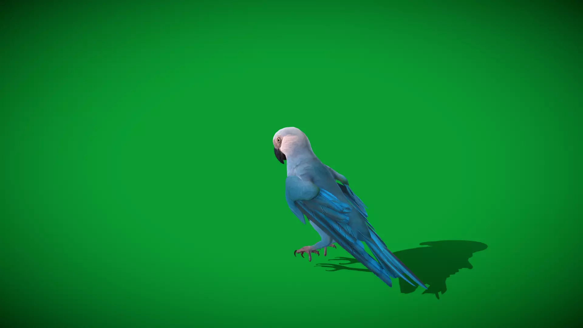 Spix Macaw Bird Low-poly 3D model_32