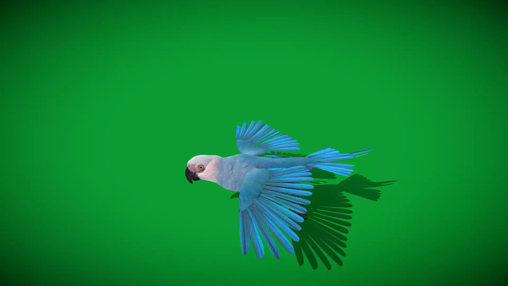 Spix Macaw Bird Low-poly 3D model_28