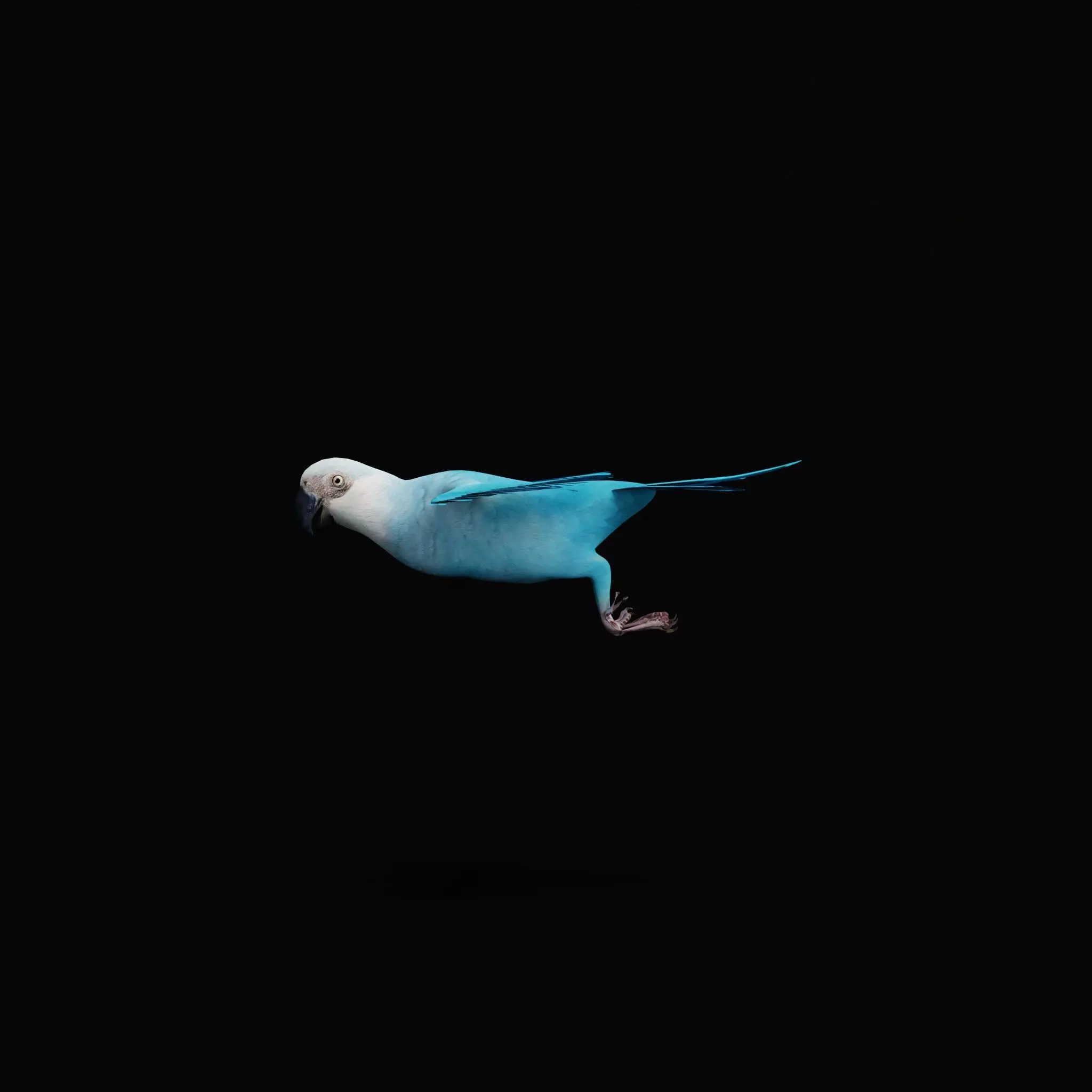 Spix Macaw Bird Low-poly 3D model_42