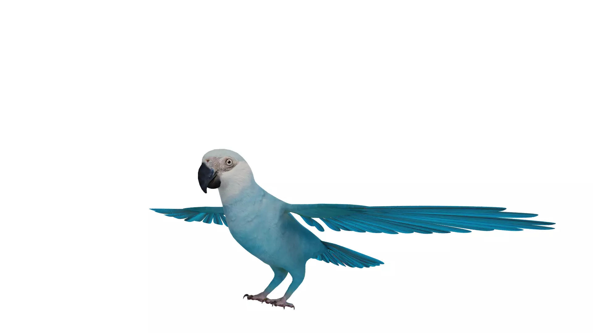 Spix Macaw Bird Low-poly 3D model_36