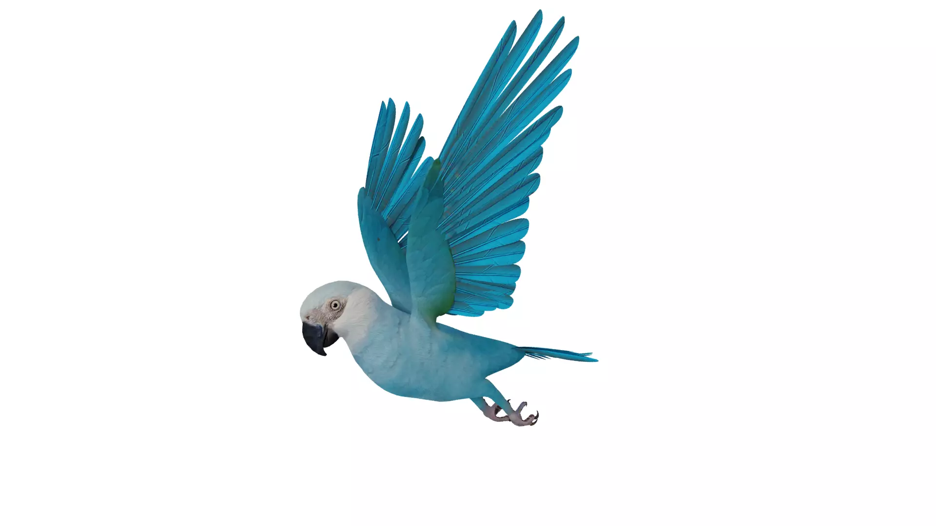 Spix Macaw Bird Low-poly 3D model_46