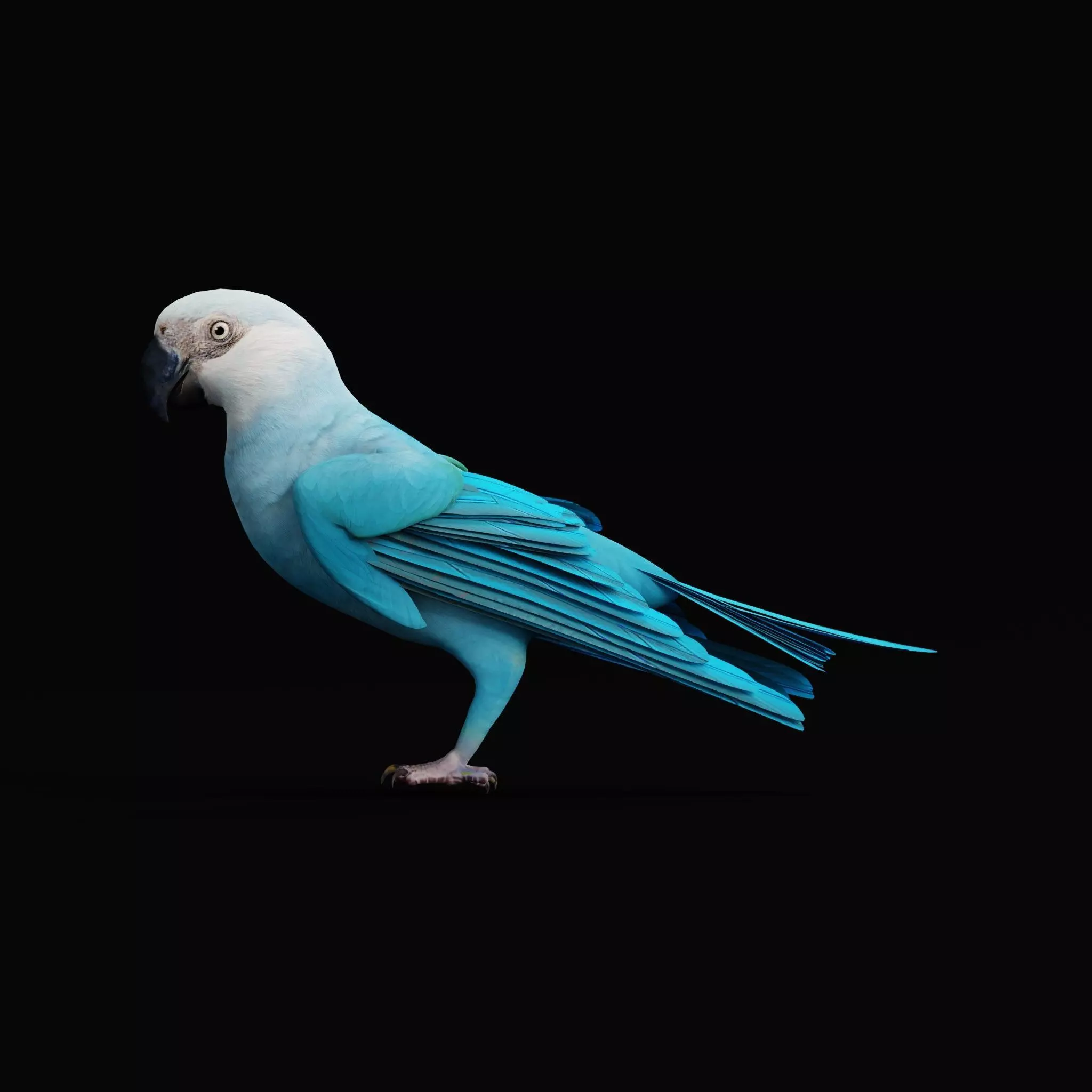 Spix Macaw Bird Low-poly 3D model_33