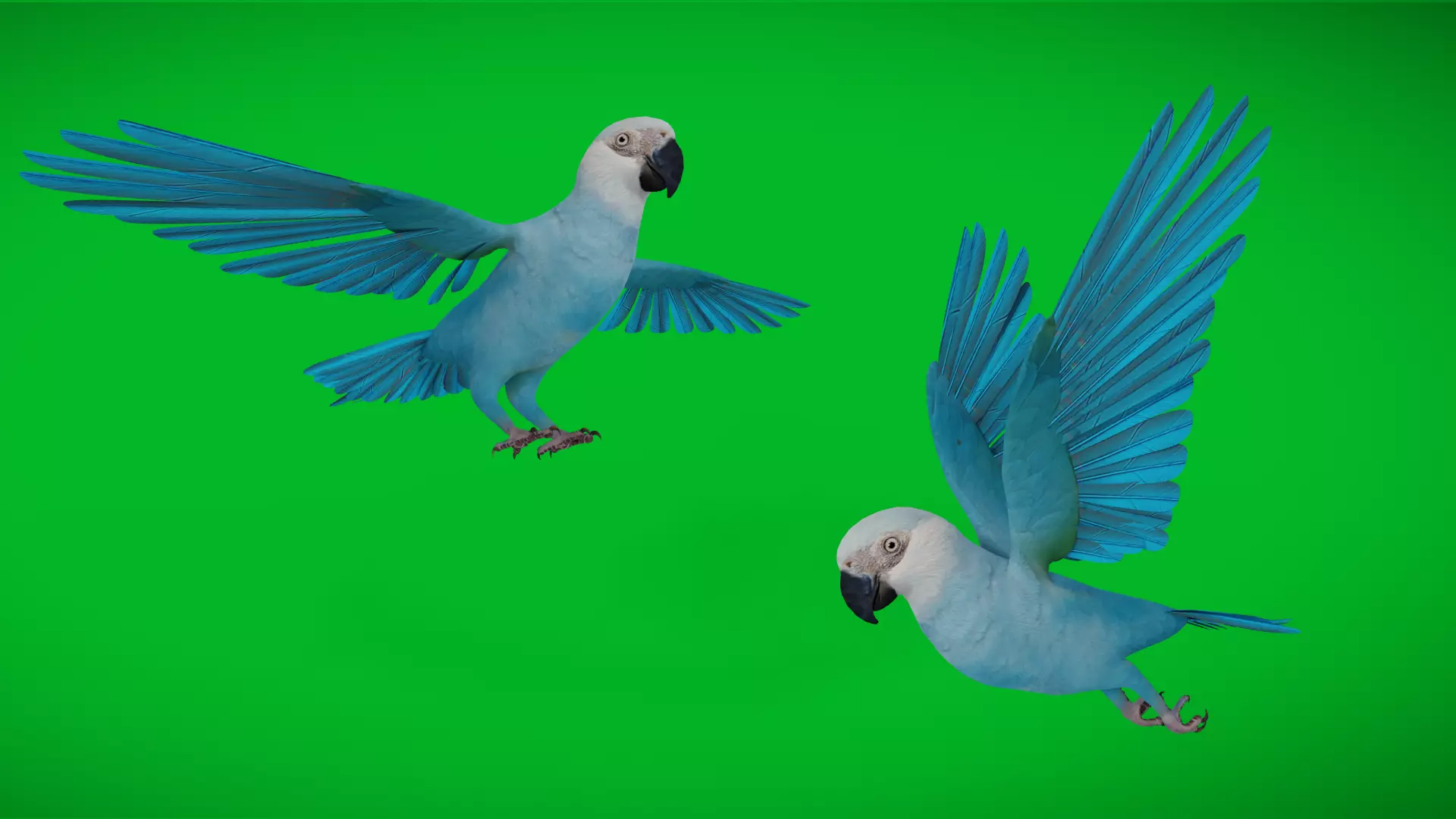 Spix Macaw Bird Low-poly 3D model_0