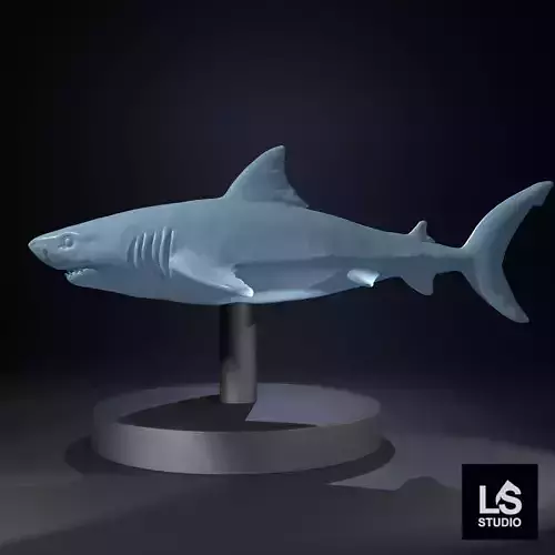 Shark 3D Model