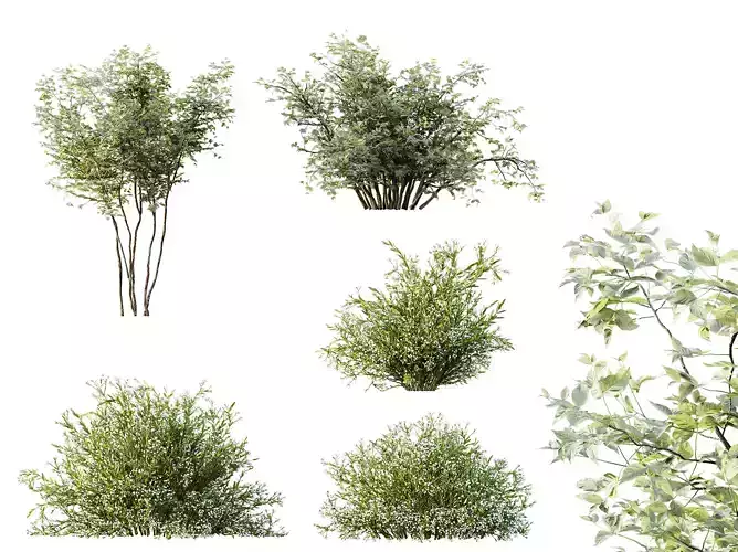 AV plants spring bushes