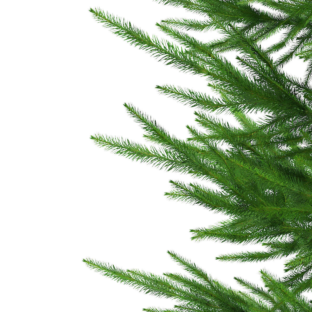 Norway Spruce Picea abies 3m 3D model_5