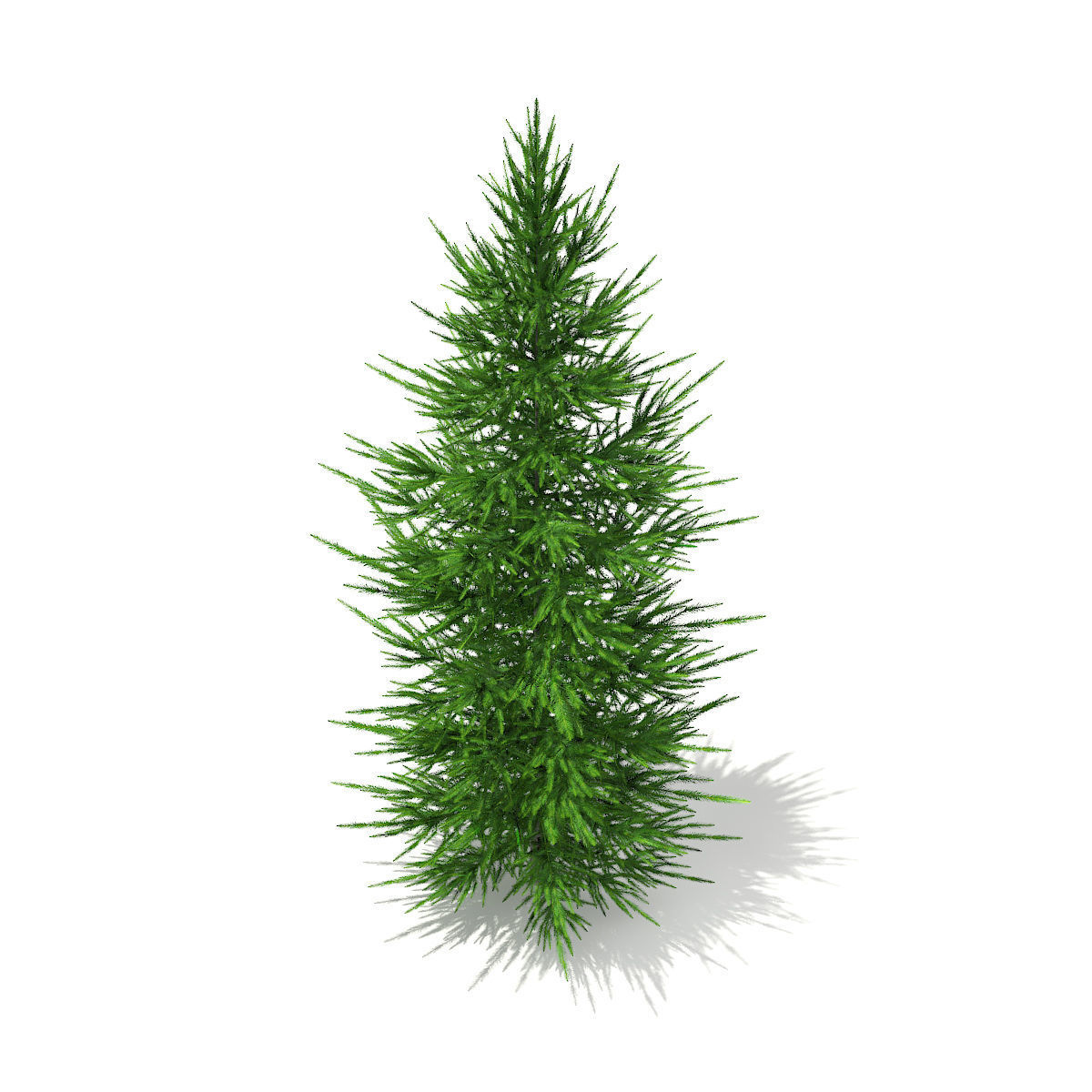 Norway Spruce Picea abies 3m 3D model_3