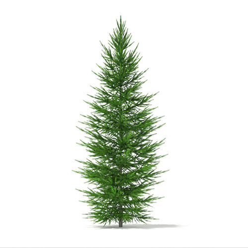 Norway Spruce Picea abies 3m 3D model