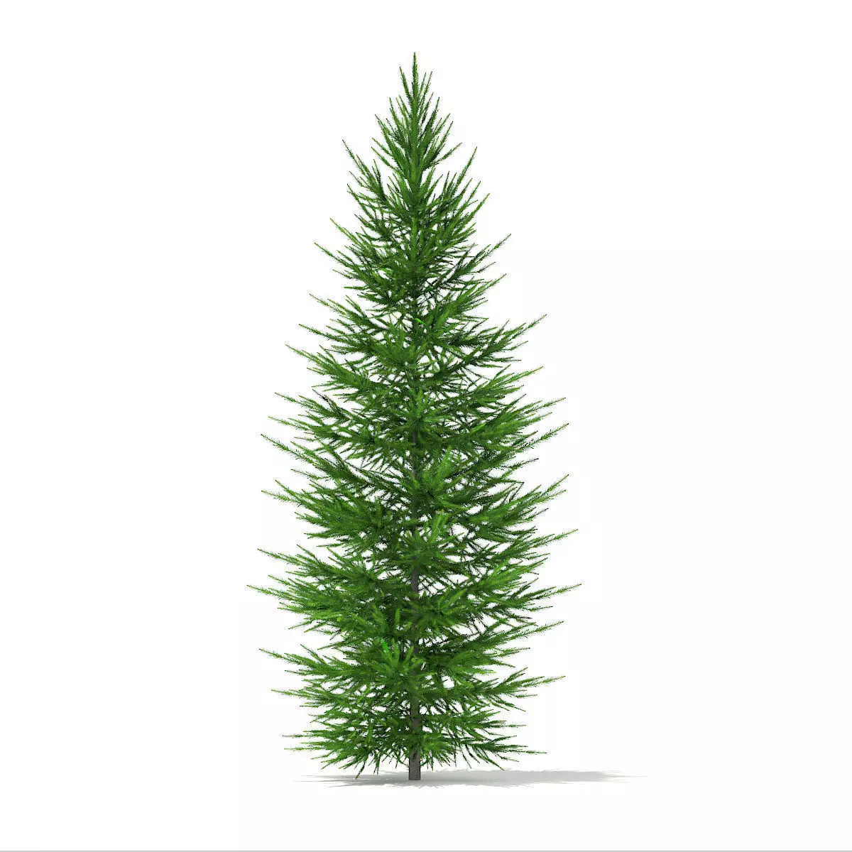 Norway Spruce Picea abies 3m 3D model_0