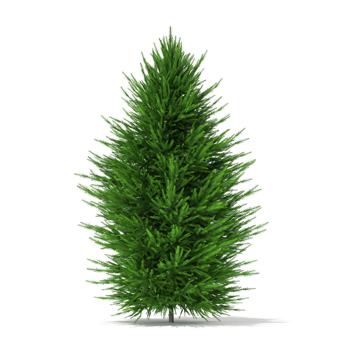 Norway Spruce Picea abies 2m 1 3D model_3