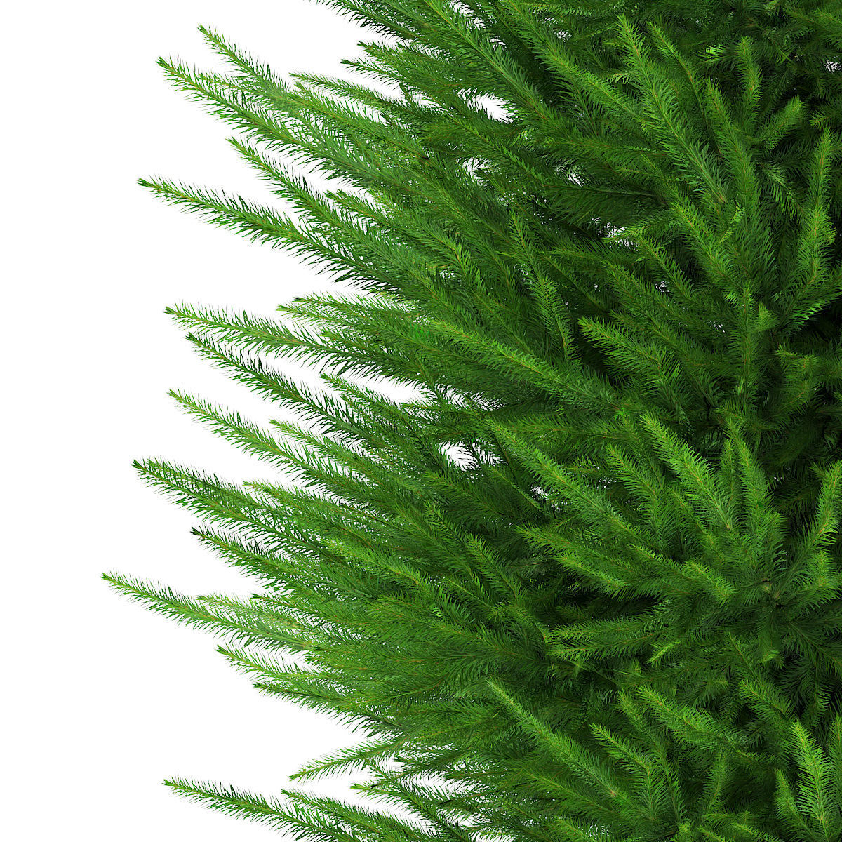 Norway Spruce Picea abies 2m 1 3D model_7