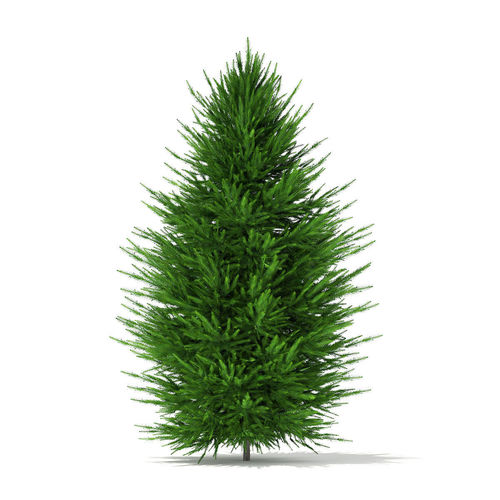 Norway Spruce Picea abies 2m 1 3D model