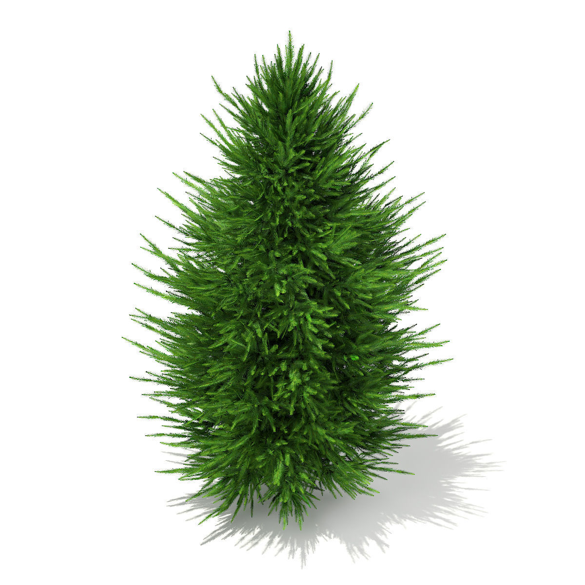Norway Spruce Picea abies 2m 1 3D model_6