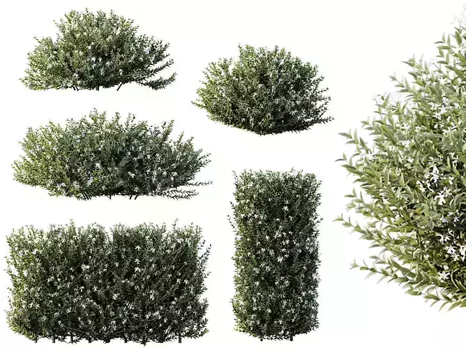 AV Plants Gray Box Westringia Fruticosa Rosemary Flower