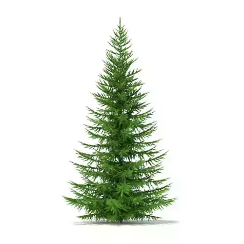 Norway Spruce Picea abies 5m