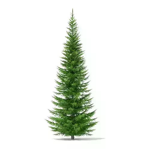 Norway Spruce Picea abies 7m 3D model