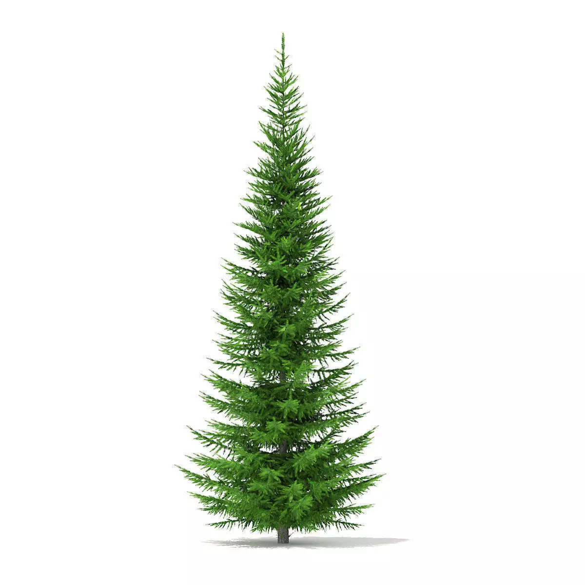 Norway Spruce Picea abies 7m 3D model_0
