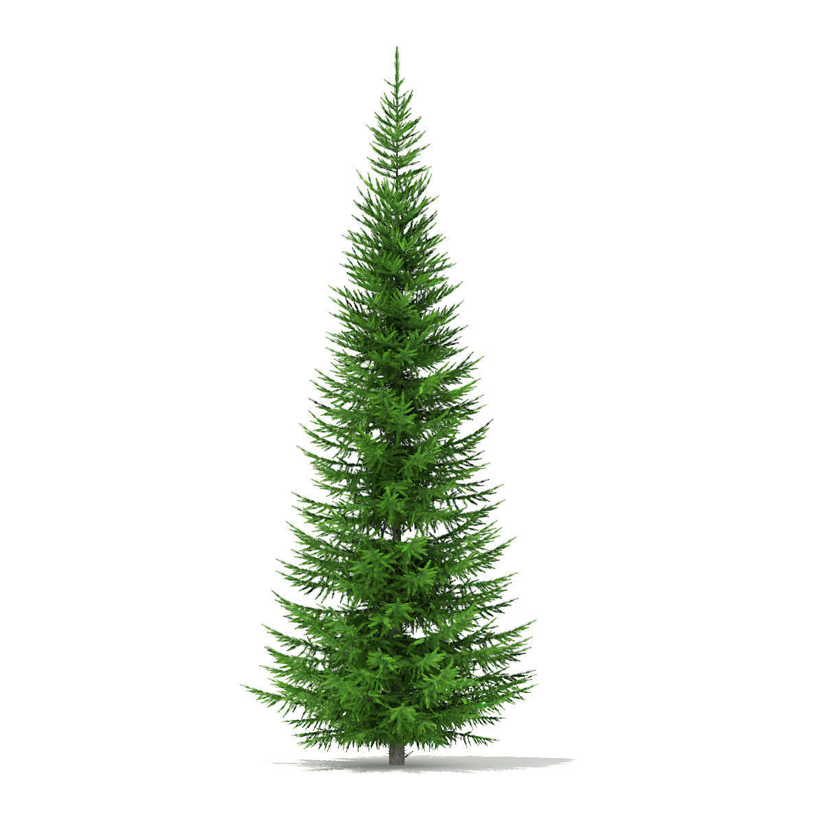 Norway Spruce Picea abies 7m 3D model_1