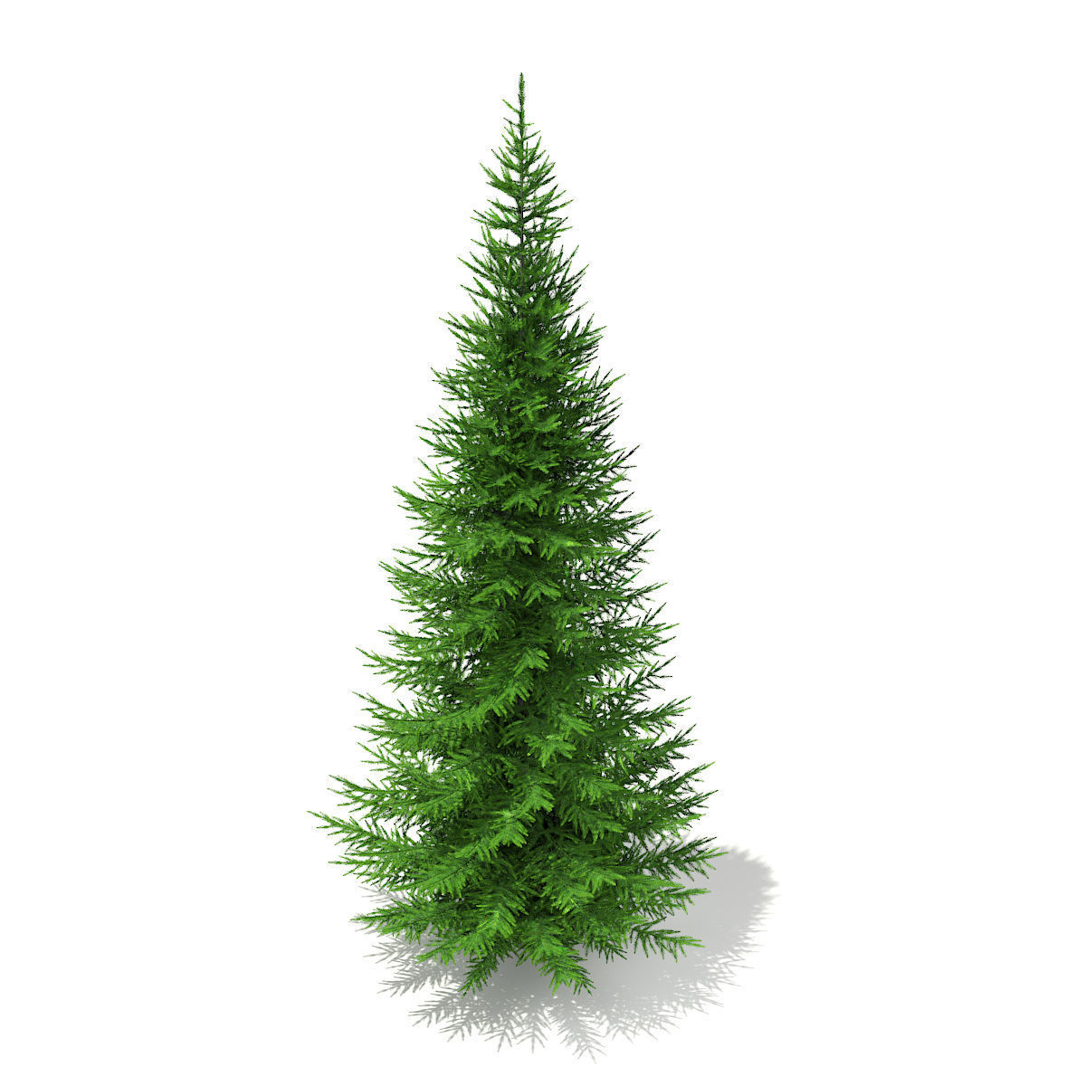 Norway Spruce Picea abies 7m 3D model_6