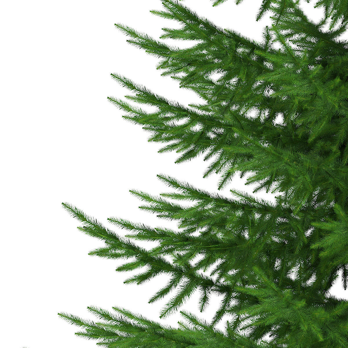 Norway Spruce Picea abies 7m 3D model_7