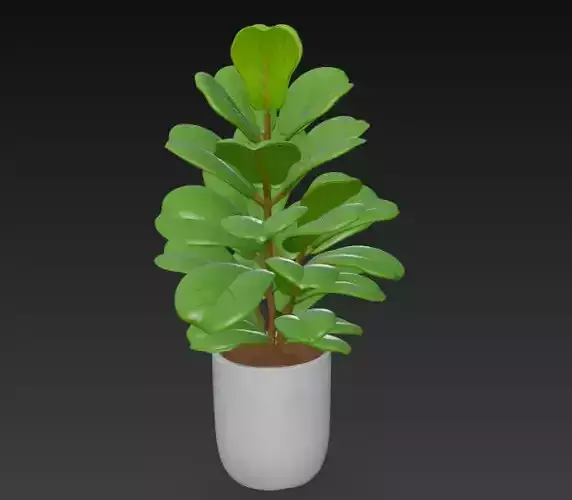 A ceramic potted ficus plant with dense dark green