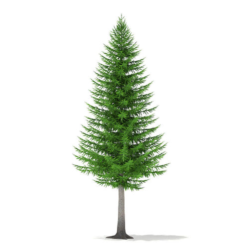Norway Spruce Picea abies 8m 3D model