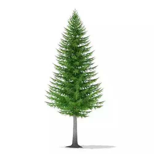 Norway Spruce Picea abies 8m 3D model