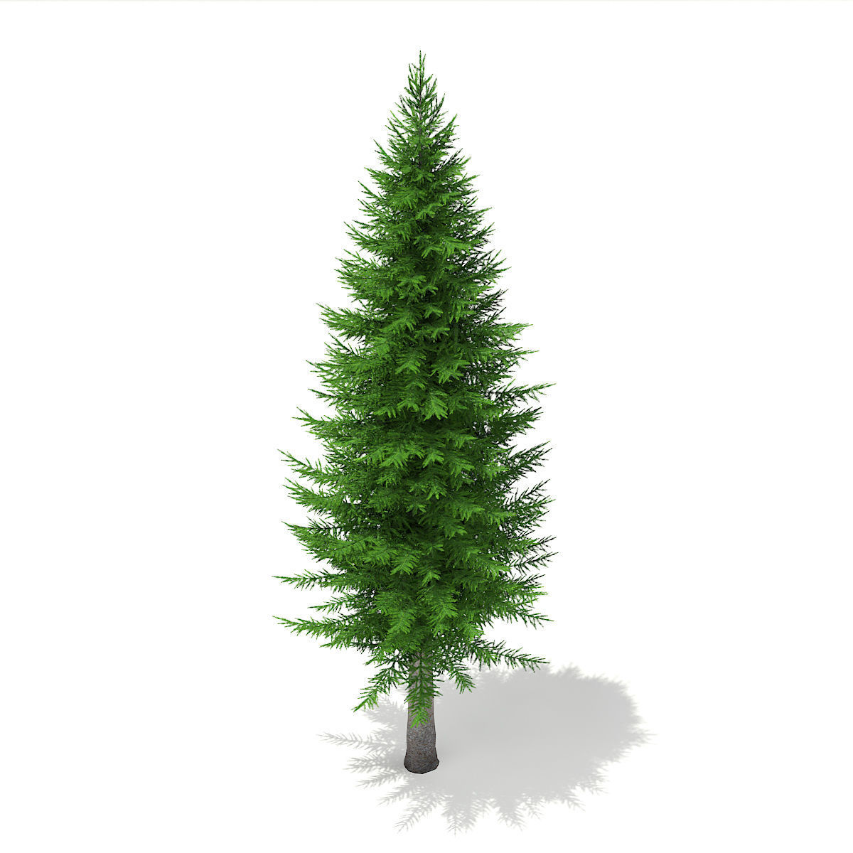 Norway Spruce Picea abies 11m 3D model_5