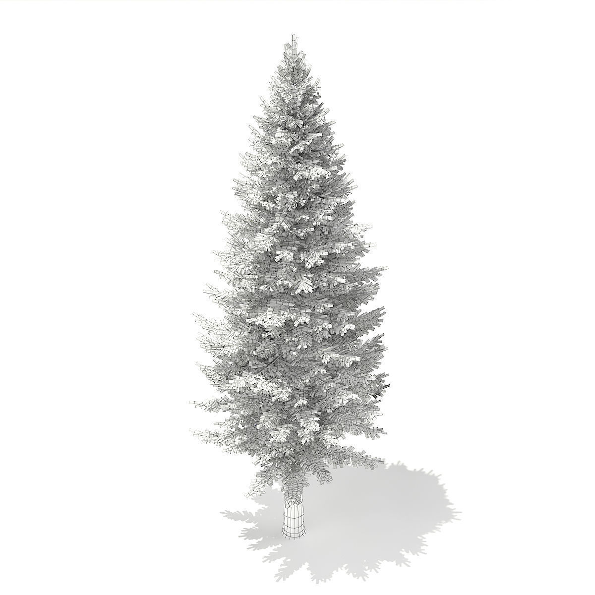 Norway Spruce Picea abies 11m 3D model_2