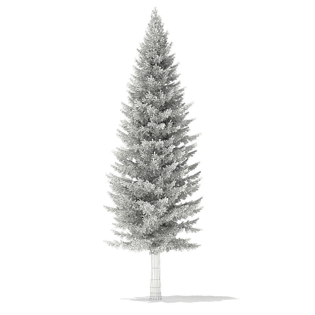 Norway Spruce Picea abies 11m 3D model_1