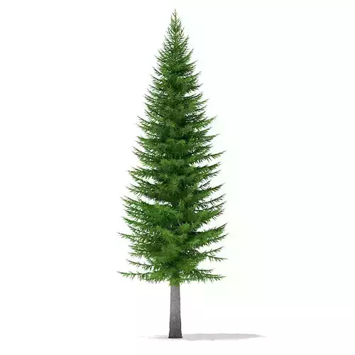 Norway Spruce Picea abies 11m 3D model