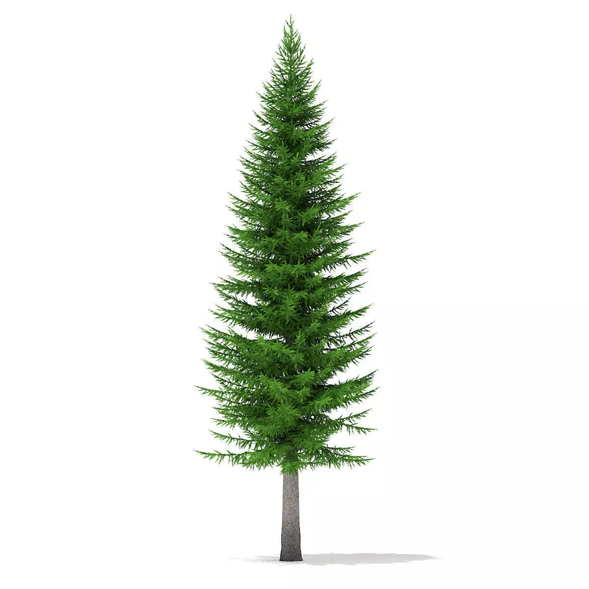 Norway Spruce Picea abies 11m 3D model_0