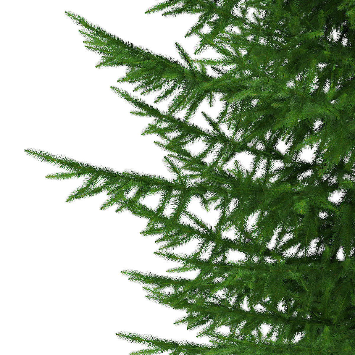 Norway Spruce Picea abies 11m 3D model_7