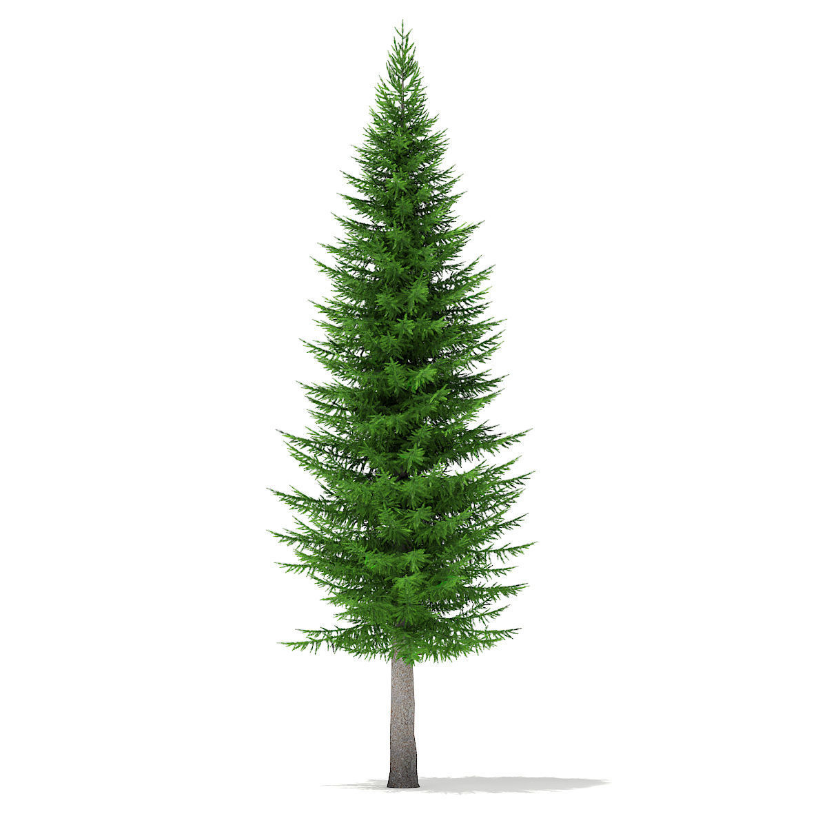 Norway Spruce Picea abies 11m 3D model_4