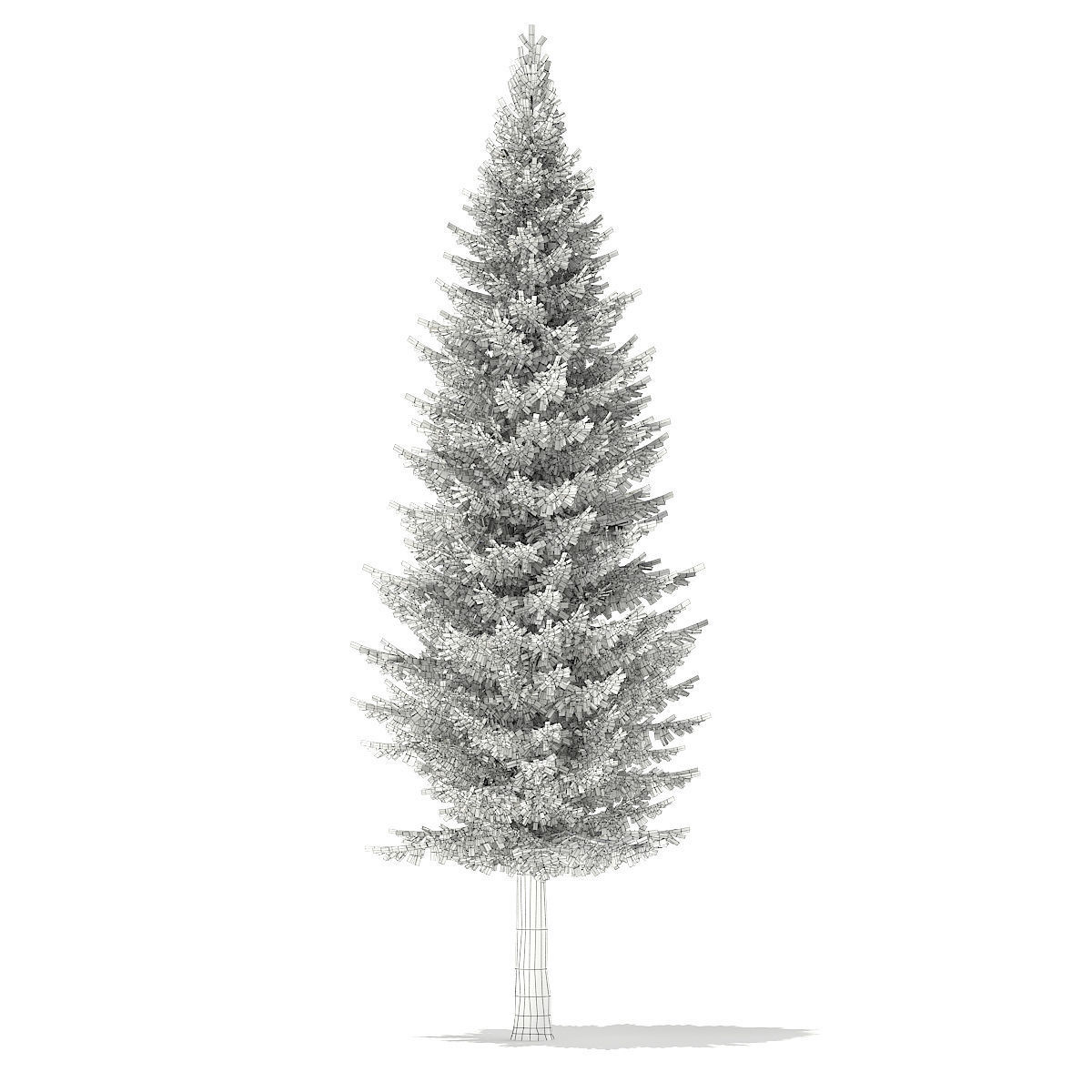 Norway Spruce Picea abies 11m 3D model_3