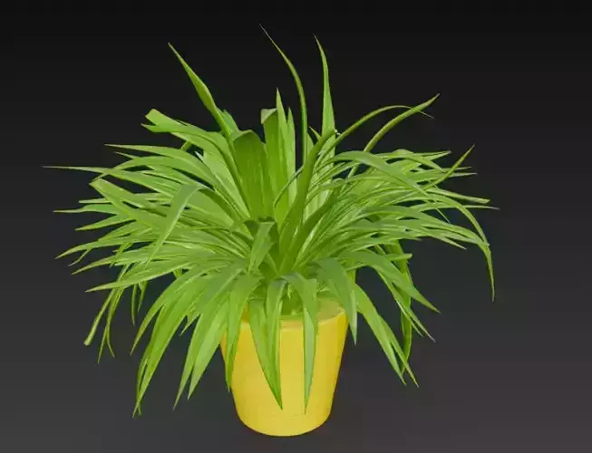 spider plant pot