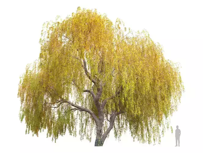 Autumn Weeping Willow 2