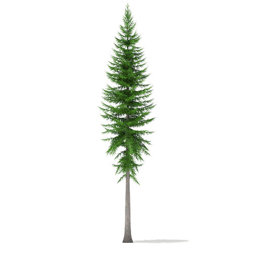 Norway Spruce Picea abies 14m 3D model