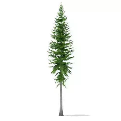 Norway Spruce Picea abies 14m 3D model