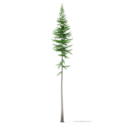 Norway Spruce Picea abies 16m 3D model