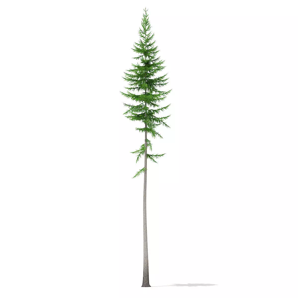 Norway Spruce Picea abies 16m 3D model